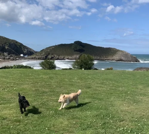 Disfruta de los mejores planes en Asturias con tu mascota 1