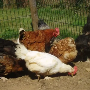 granja quintana de romillo (3)