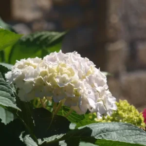 hortensias quintan de romillo
