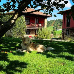 mascota descansando a la sombra